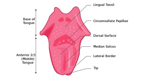 Structure of Tongue: Definition, Location, Anatomy, Muscles & Function | CollegeSearch