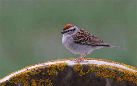 Northeastern U.S. – Birds by John