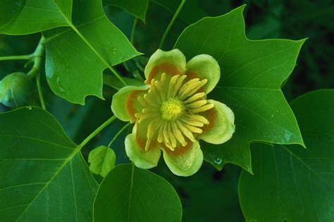 tulip-poplar-tree - Kentucky Pictures - Kentucky - HISTORY.com