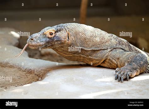 big lizard dragon at the zoo Stock Photo - Alamy