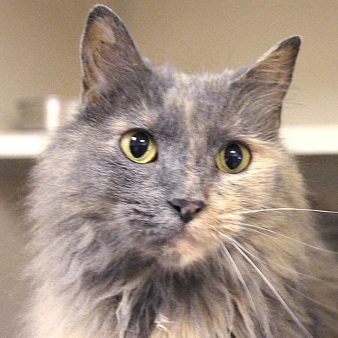 Adopted - Sarah is an 8 year old, spayed female, dilute tortie domestic ...