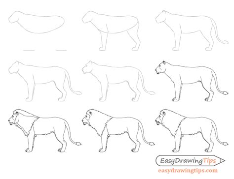 How to Draw a Lion Full Body Step by Step - EasyDrawingTips