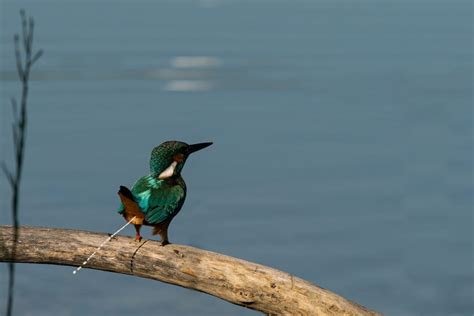 7 Spiritual Meanings When A Bird Poops On You