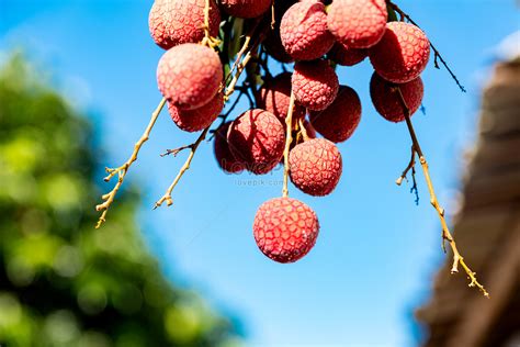 Litchi Picture And HD Photos | Free Download On Lovepik