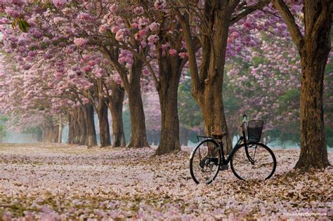 nature, Bicycle Wallpapers HD / Desktop and Mobile Backgrounds