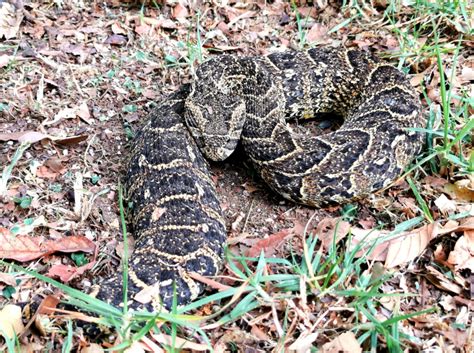 Puff Adder camouflaged in garden leaves scares homeowner