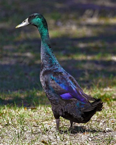 a blue and purple bird standing in the grass