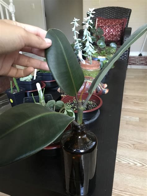 Is it possible to propagate a Rubber tree plant in water? I got this ...