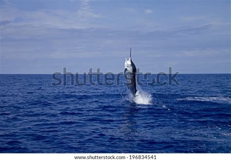 Black Marlin Jumping On Calm Ocean Stock Photo (Edit Now) 196834541