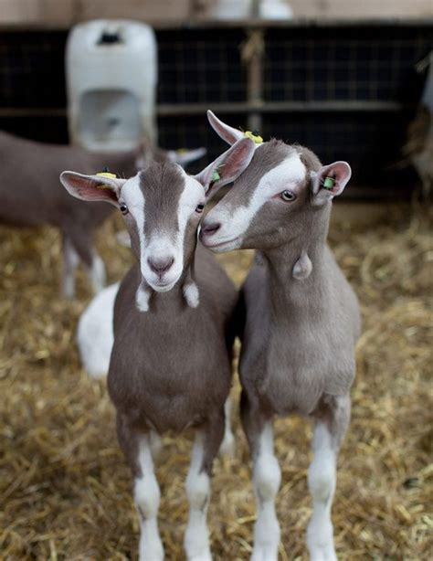 Cabrito Goat Meat - delicious. magazine