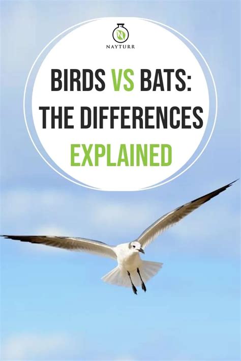 Birds VS Bats: The Differences Explained – Nayturr