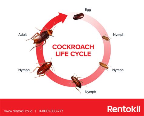 cockroach life cycle days - Important Project History Fonction