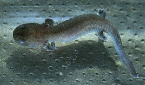 Hellbender Salamander Hatches at Nashville Zoo | Zooborns, Deep sea ...