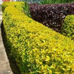 Buy Golden Duranta Golden Hedge Plant Online at lowest price