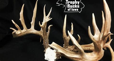 Iowa Archery Whitetail Buck to Be Certified New State Record