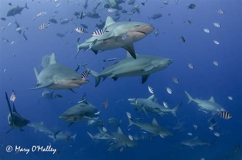 The Best Shark Dive in the World!: When Bull Sharks attack!