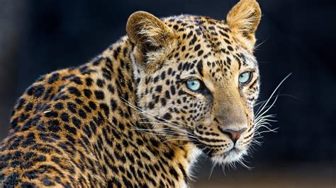 Download Animal Leopard 4k Ultra HD Wallpaper