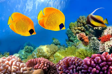 Cool Coral Reef And Tropical Fish Wallpaper HD | Coral reef aquarium ...