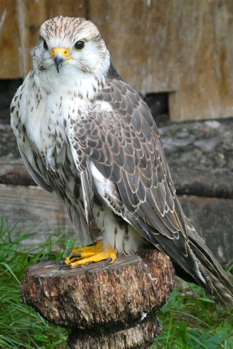 Valk Kestrel Tollak - Ingyenes fotó a Pixabay-en - Pixabay