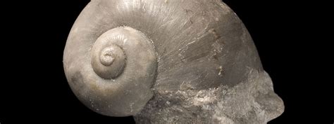 Fossil mollusc collection | Natural History Museum