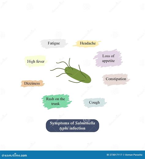 Symptoms Of Salmonella Typhi Infection Royalty-Free Stock Photography ...