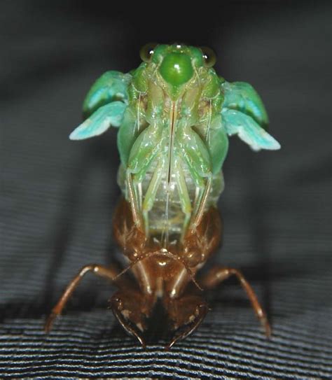 Molting cicada photos from Japan by John McDonald | Cicada Mania