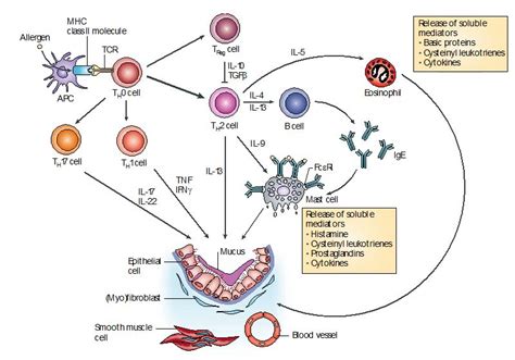 Corticosteroids Mechanism Of Action