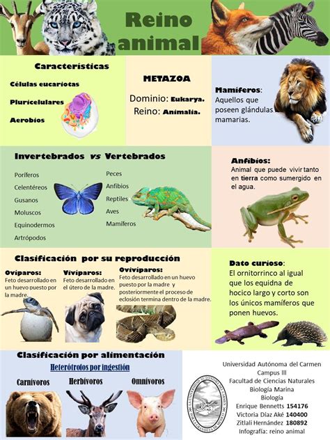 Infografía del Reino animal. | Clasificacion del reino animal, Clasificacion de seres vivos ...