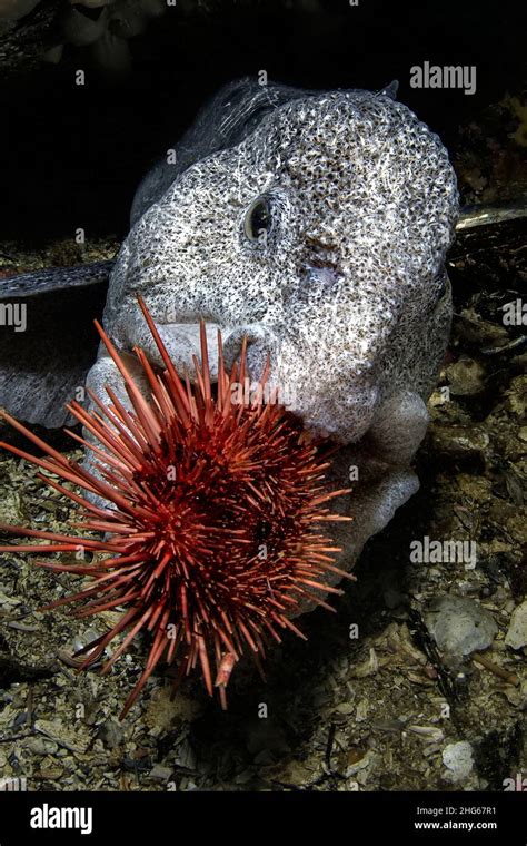 Eel eating urchin hi-res stock photography and images - Alamy