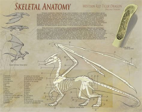 Dragon Anatomy - Skeleton by UberKudzu on DeviantArt