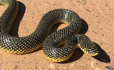 Uncovering the Texas King Snake: Biodiversity, Behaviors, and More