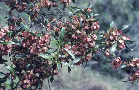 Dodonaea viscosa | Australian Plants Society