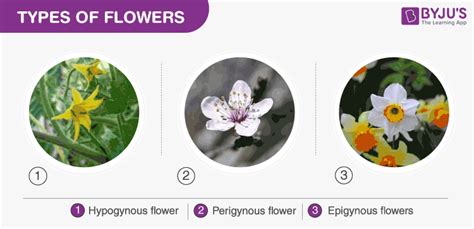 What Is Inflorescence? - Definition and Types of Inflorescence