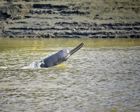 Ganges River Dolphin - Facts, Diet, Habitat & Pictures on Animalia.bio