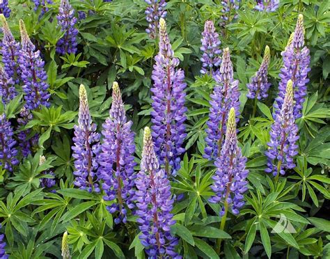 Lupine, Perennial