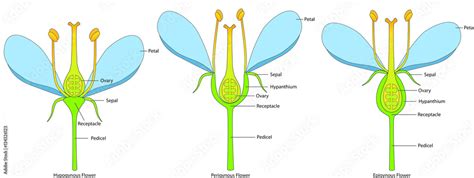 Flower structure variations based on the position of the ovary ...