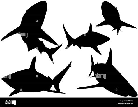Blacktip reef shark Stock Vector Images - Alamy