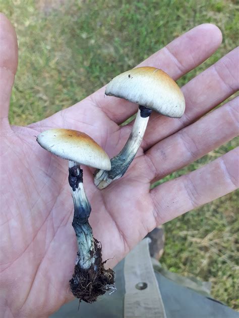 Psilocybe cubensis: Guía Completa de Identificación de Hongos