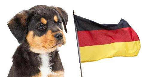 Rottweiler History - Where Do Rottweilers Come From?