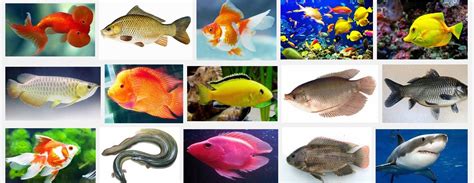 Gambar Jenis Fauna Flora Perairan Indonesia Macam Ikan Gambar Laut Namanya di Rebanas - Rebanas