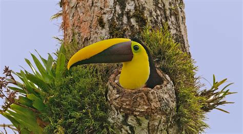 Toucan Nest | This Chestnut Mandibled Toucan was nesting in … | Flickr