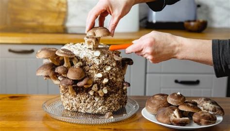 Is It Safe To Grow Mushrooms Indoors? Risks and Precautions