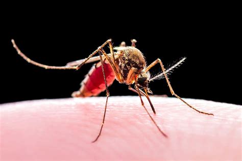 Mosquitoes carry more malaria parasites depending on when they bite | New Scientist