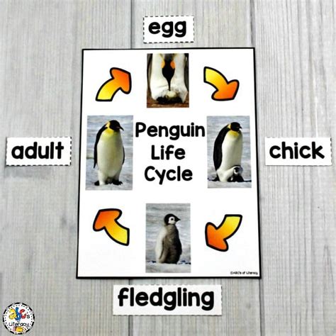 Penguin Life Cycle Worksheet Free - Printable Word Searches