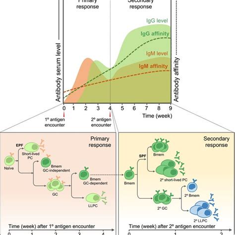 Kinetics of naive B cell activation in primary and memory B cells ...