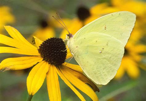 Cloudless Sulphur - Alabama Butterfly Atlas