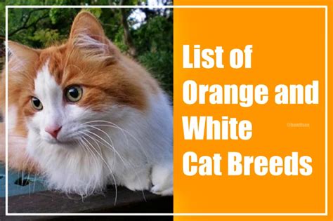 Orange and White Cat: 25 Best Breeds for Feline Lovers (2023)