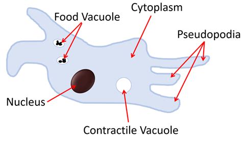 Pseudopodia - Key Stage Wiki