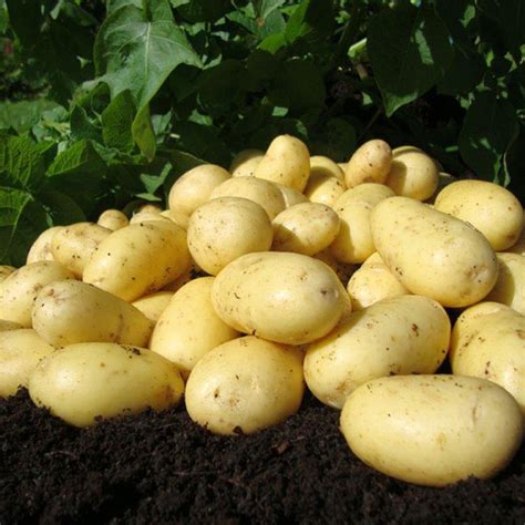 Charlotte Seed Potatoes | Vegetable, flower and herb seed supplier in Essex, UK | Kings Seeds