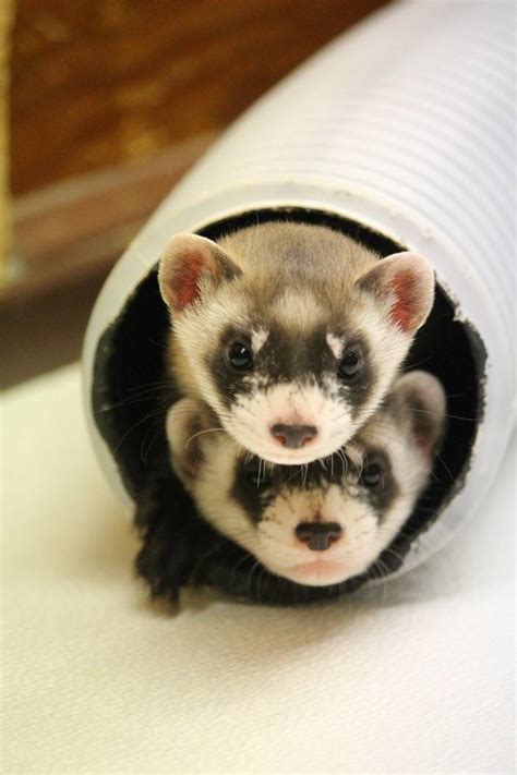 Black-footed Ferret Baby Boom - ZooBorns